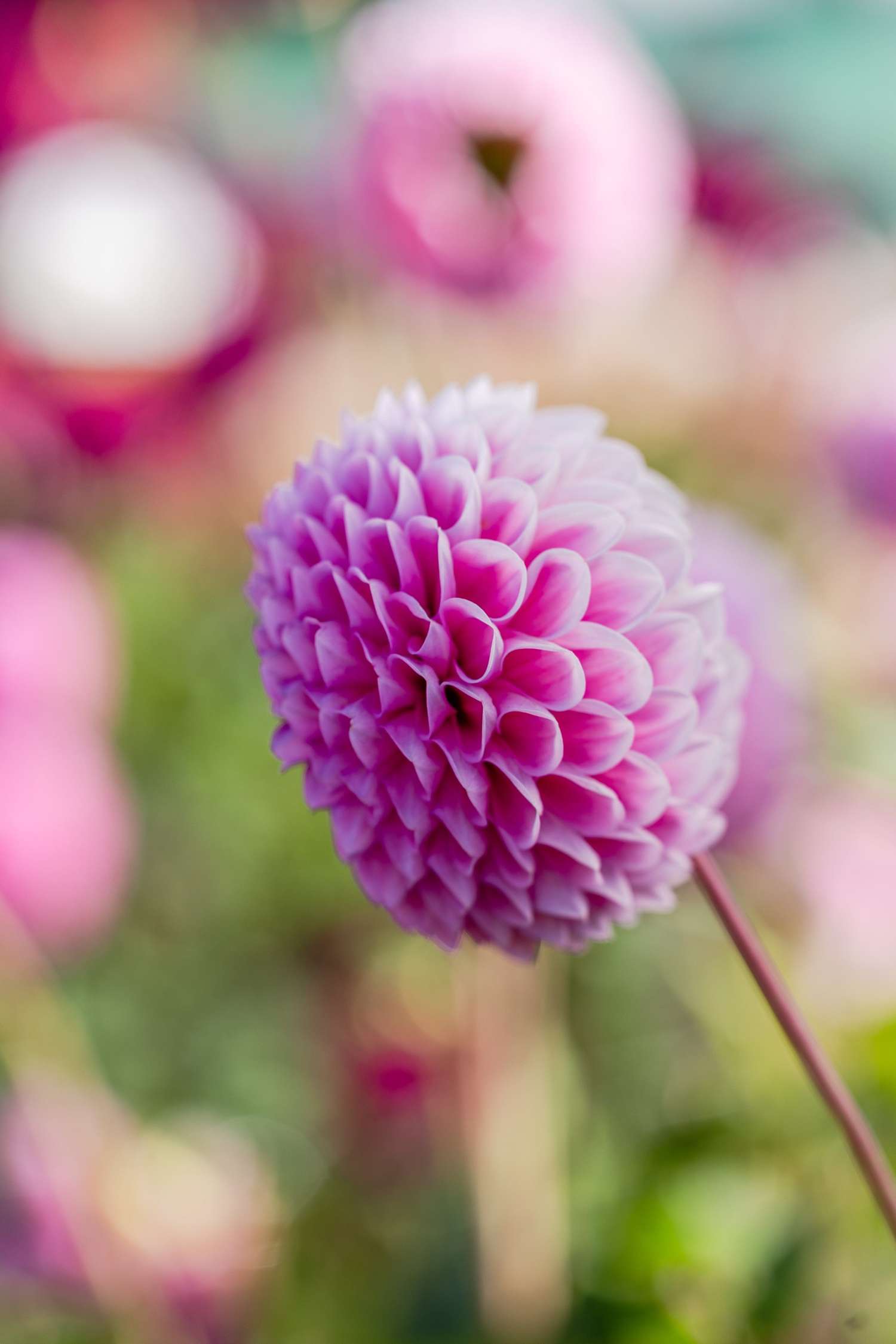 Daalia 'Sweet Fabienne'